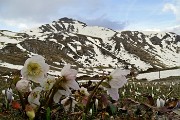 90 Ellebori d'alta quota con Sodadura